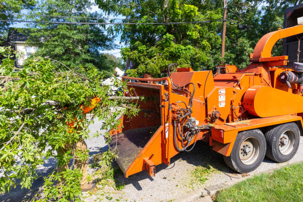 Tree Removal for Businesses in Laverne, OK